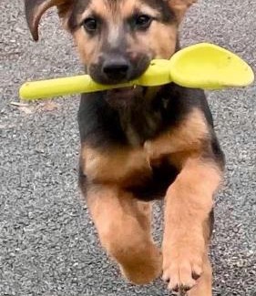 Saint Cyr du Doret House | Gite la Guérinière, studio entre océan et campagne !