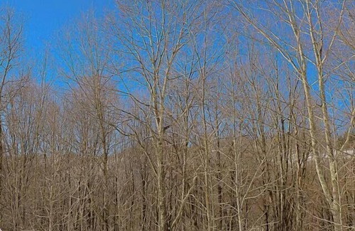 Mountain Base House | Glamping Dome #3 in Snowshoe WV