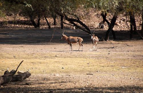 Gobabis Hotel | Goba Lodge & Rest Camp