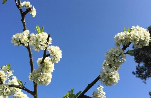 Oneroa House | Gorgeous Plum Tree Cottage