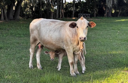 Reddick Cottage | Grass Campers Charming 1 Bedroom Cow Farm Cottage near WEC