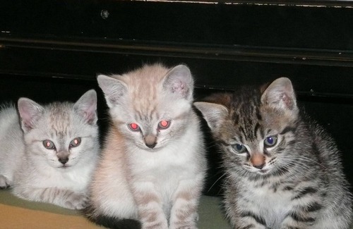 Locmaria-Plouzane Villa | Great Longère All Comfort Superb Sea View