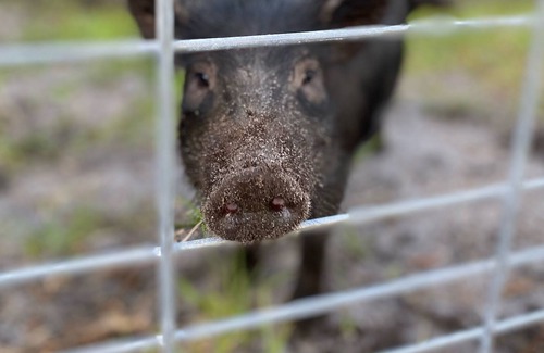 East Palatka House | Great View on a 60-acre ranch, with animals, water, pastures, and more!