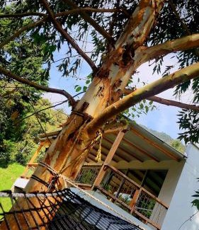 Medellin Other | Green mount