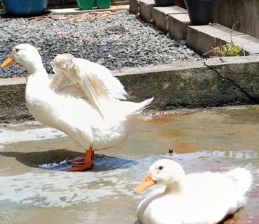 Ella House | Green Surrounding Homestay Ella