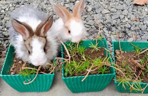 Ella House | Green Surrounding Homestay Ella