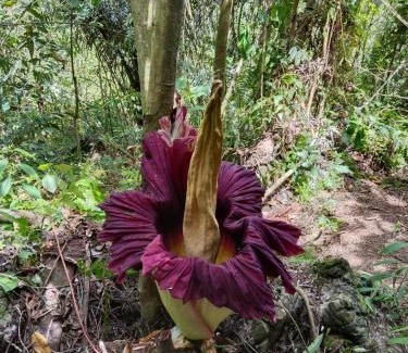 Bukit Lawang House | Green View Homestay & Jungle Trekking