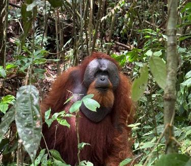 Bukit Lawang House | Green View Homestay & Jungle Trekking