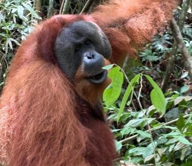 Bukit Lawang House | Green View Homestay & Jungle Trekking