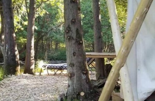 Chatsworth Cabin | Greyridge Glamping "Paradise Island " Retreatnn