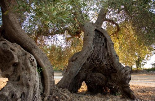 Castellaneta House | grottedisileno