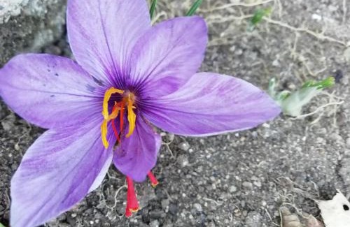 Pedace House | Guest House Caracas