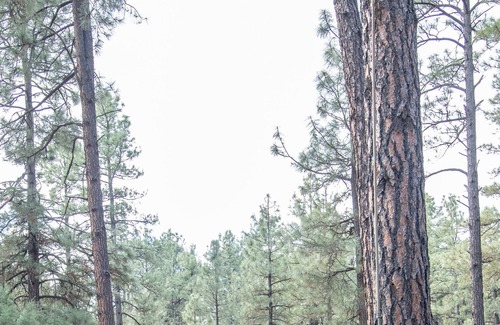 Highland Pines House | Guest house with deck in the forest west of Prescott, king bed, dog friendly