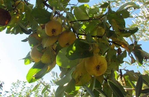 Bras House | GUEST ROOM FOR 2 PEOPLE WITH SWIMMING POOL