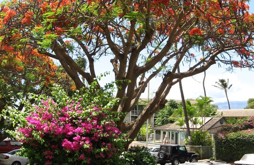 Kihei Condo | Guests Love Our Condo. You Will Too!