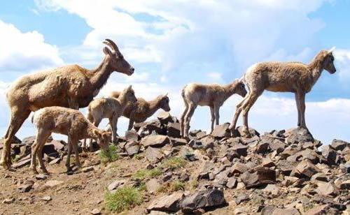 Saint-Etienne-de-Tinee Hotel | Hôtel Las Donnas, Auron