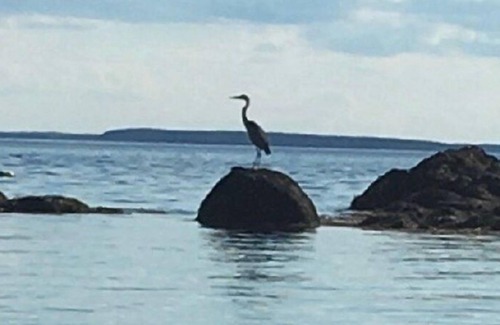 North Haven Cottage | harbor perch with delightful views - 2 houses, sleeps 7