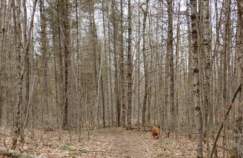 North Frontenac Cabin | Harlowe Hideaways Cabin in the woods