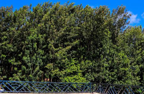 Meru Cabin | Haven Suites Bnb - Runogone