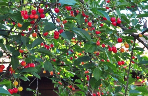 Lastra a Signa House | Hayloft located inside an historical Villa of the 14° century close to Florence