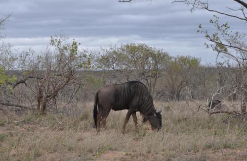 Hazyview Cabin | Hazyview Buffalo Game Lodge