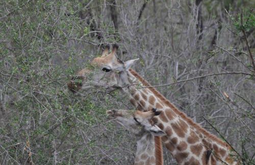 Hazyview Cabin | Hazyview Buffalo Game Lodge