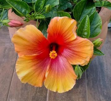 Castiglioncello Apartment | Hibiscus