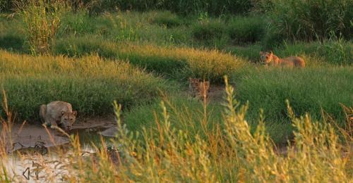 Kowares Cabin | Hobatere lodge