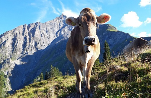 Tschappina House | "Hof Gross Gada" on the ski piste