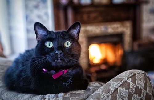 Colorado Springs Bed & Breakfast | Holden House 1902 Bed & Breakfast Inn