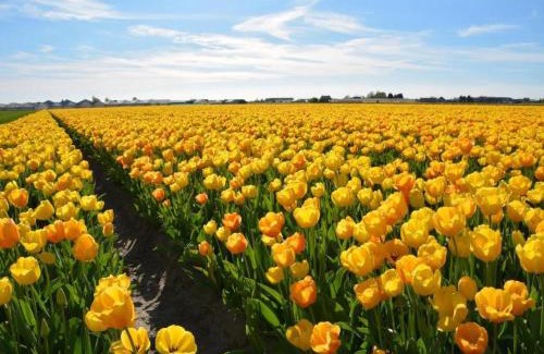 Municipality of Noordwijk House | Holiday Home in Noordwijk with Sunny Garden