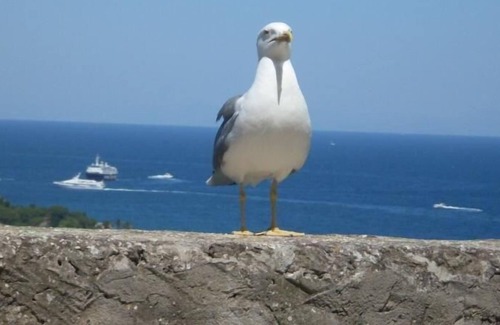 Barano d'Ischia House | Holiday house Barano d'Ischia for 4 persons with 1 bedroom - Holiday house
