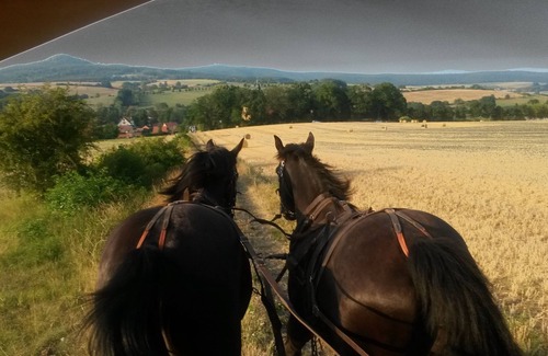 Rosa Apartment | Holiday/riding holiday in the Rhön/Rosa
