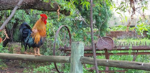Hartbeespoort House | Hollybrooke Adventure Farm
