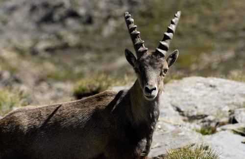 Arvieux Apartment | Homerez - Apt. in Le Coin, Mountain View