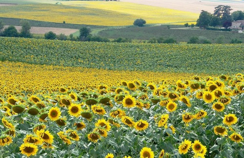 Pauilhac Ski Chalet | Homerez - Chalet for 4 ppl. with shared pool, garden and terrace at Pauilhac