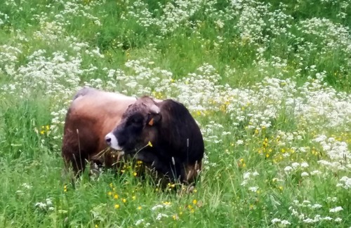 Le Malzieu-Forain House | Homerez - Nice house With mountain view and terrace