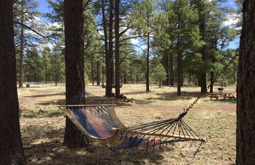 Flagstaff Cabin | Horse- Friendly, Private, 5 Acres Of Pine Forest Next To Picture Canyon Preserve