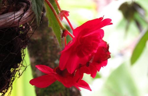 San Agustin Hotel | Hotel Casa Tarzan San Agustin