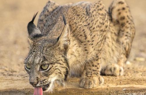 Santa Cruz De Mudela Hotel | Hotel Ecologico Toral