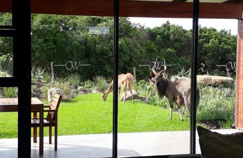 Chintsa Hotel | Hotel Olivewood
