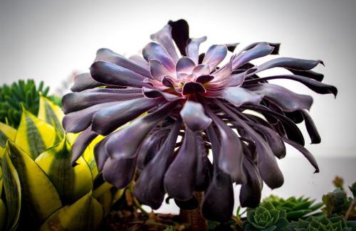 El Capuli Hotel | Hotel San Blass Boutique