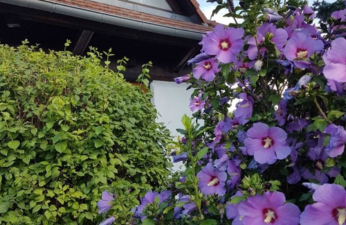 Saasenheim House | House in Alsace - idyllic vineyards, culture and excellent cuisine