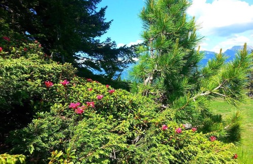 Emberg Apartment | House Sabrina -Garconniere! Only 300m from the Hochzillertal/Kaltenbach valley run!
