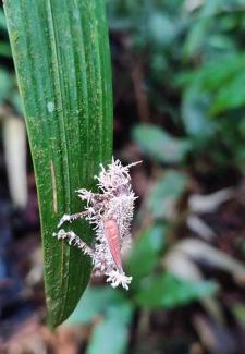 Mocoa House | Huellas en la selva sas zomac