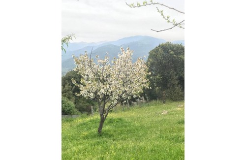 Granace Apartment | I Caseddi di Barabè. A Cantina ideal location for visiting southern Corsica