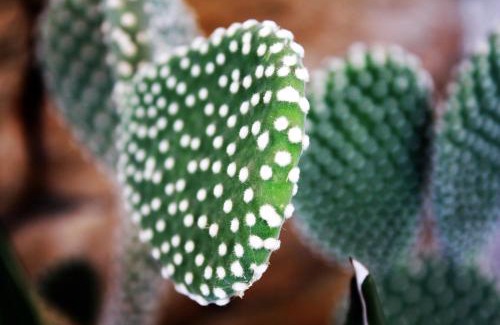 Custonaci House | I due carrubi