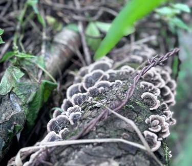 Bihar Villa | Ikaya Kothi Entire Forest Stay for Soul Reset