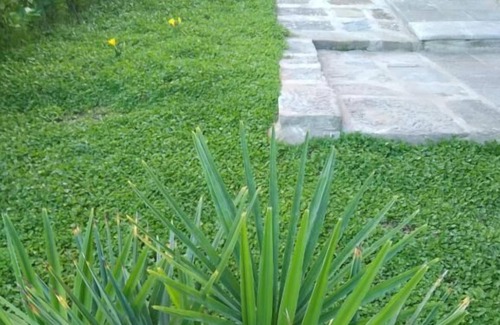 Oliveto Apartment | Il Cottage degli Ulivi