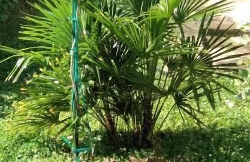 Oliveto Apartment | Il Cottage degli Ulivi